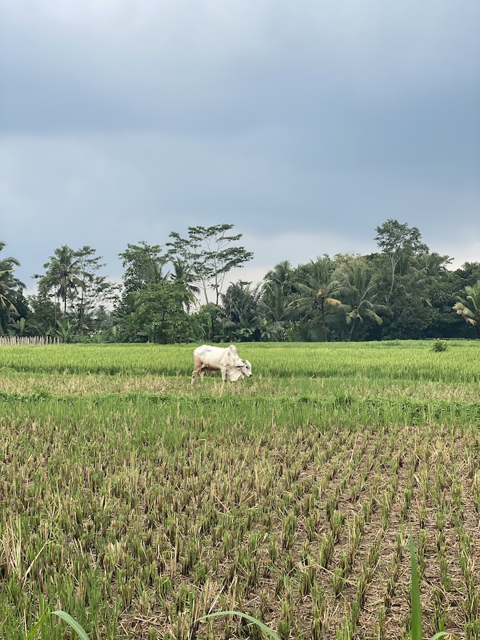 Mount Merapi