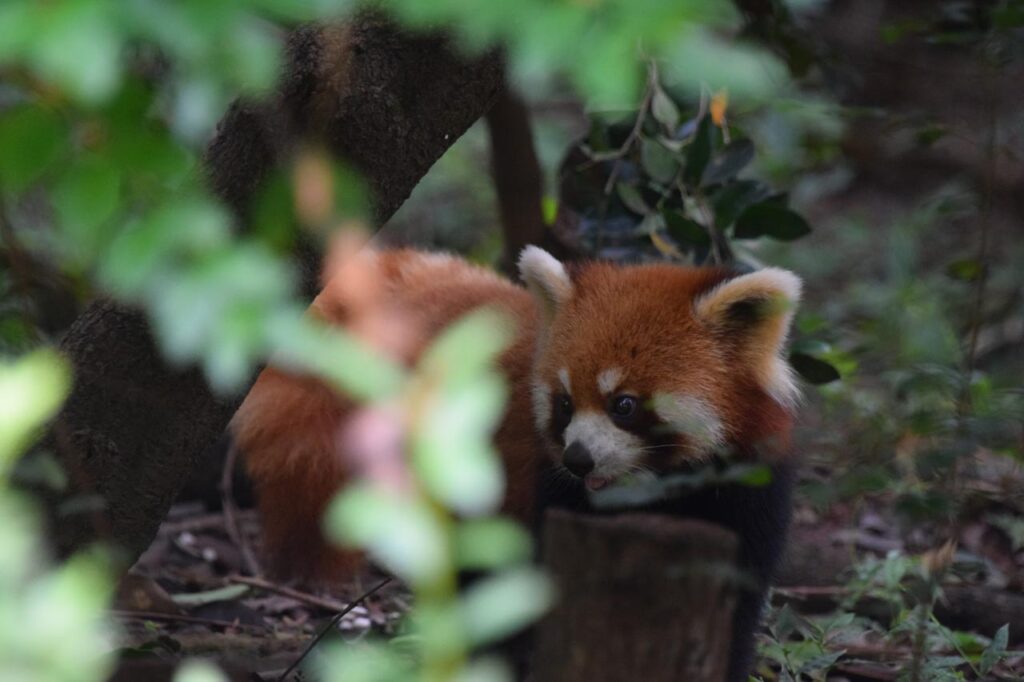 The red pandas ended up being one of the highlights of our visit. They were far more active than many of the giant pandas and seemed to have endless energy.