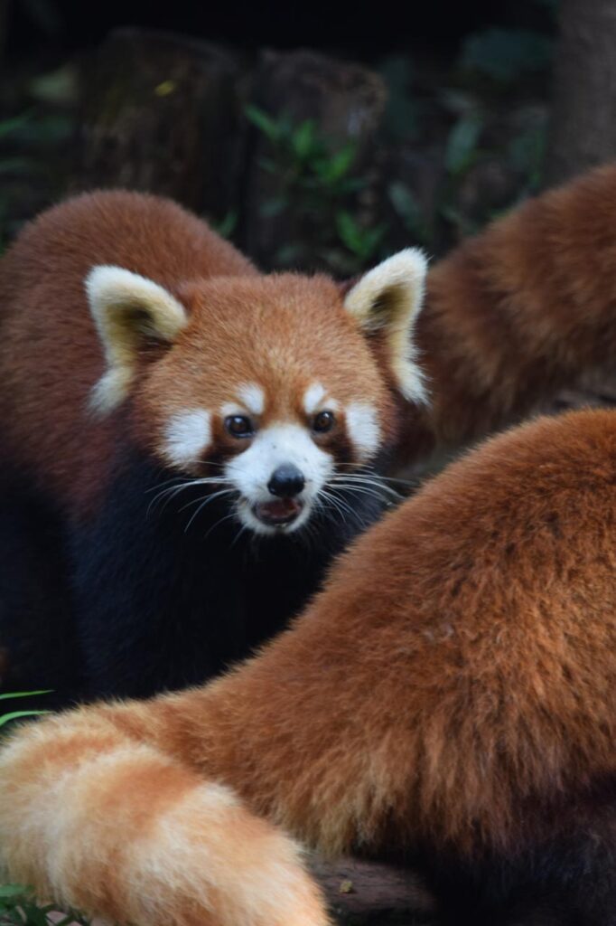 The red pandas ended up being one of the highlights of our visit. They were far more active than many of the giant pandas and seemed to have endless energy.