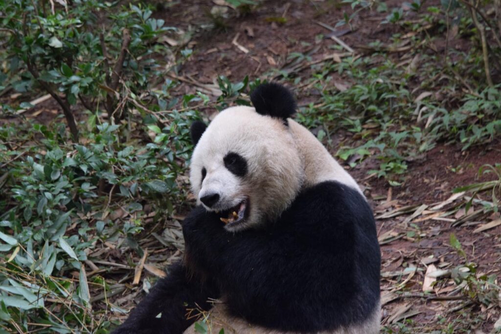 One thing we quickly learned: pandas spend a lot of time eating