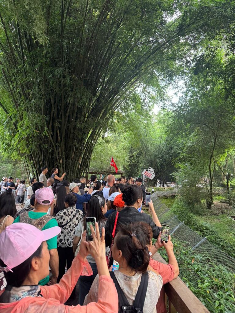 Crowds gathered around most of the  panda enclosures, Hua Hua has her own building. We found it much more enjoyable to explore the quieter enclosures instead.