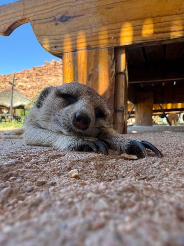 It's tiring being a local wildlife star
