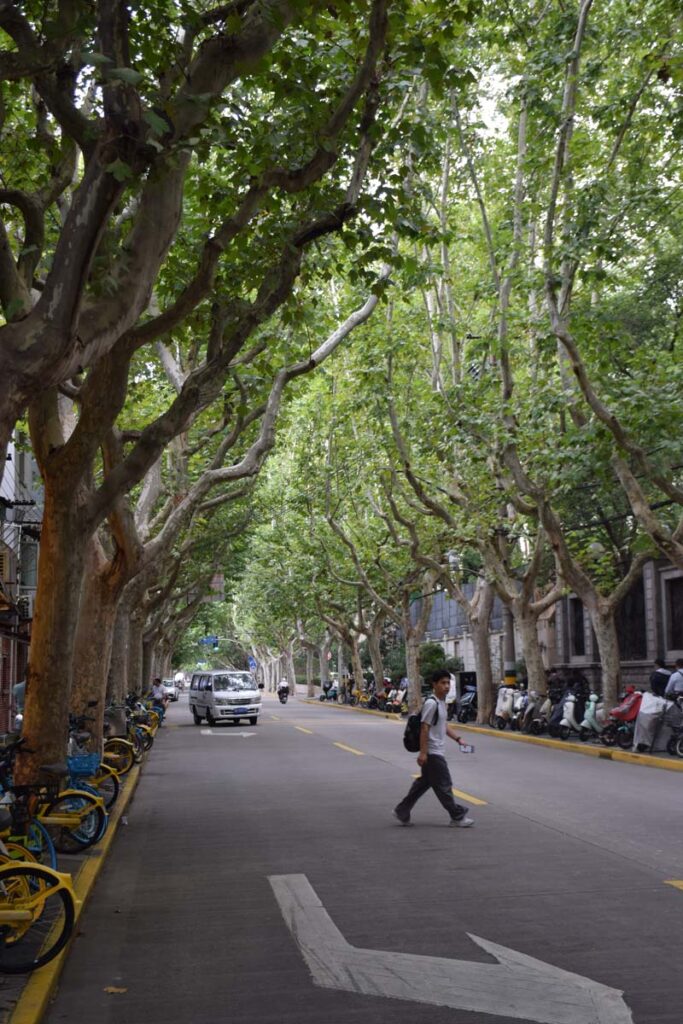 tree lined streets in French Concession Shanghai
