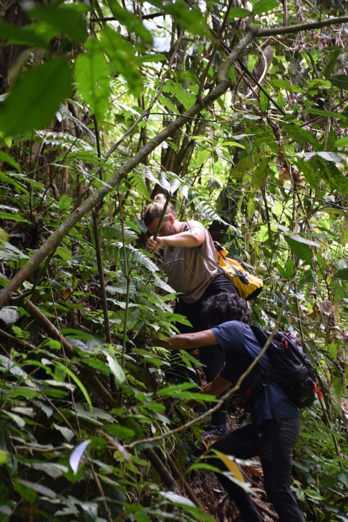 Hiking through the rainforest on a Bukit Lawang orangutan trek