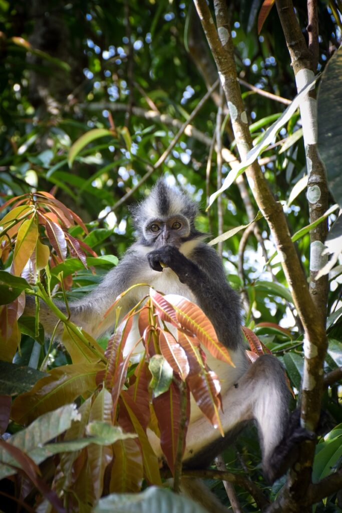 Thomas monkey in the rainforest near Bukit Lawang