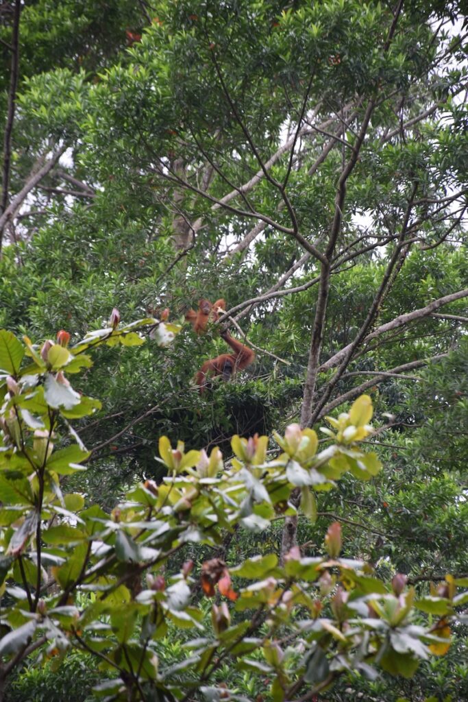 Mother and baby orangutan in the trees at Bukit Lawang