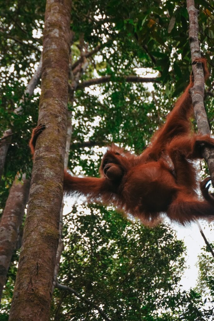 Sumatran orangutan in the rainforest near Bukit Lawang
