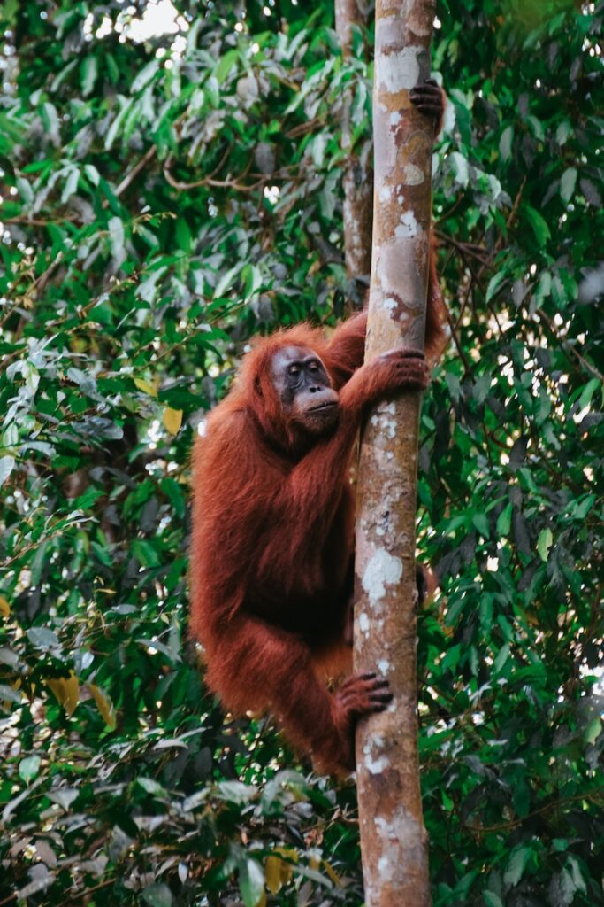 Orangutang trekking Bukit Lawang
