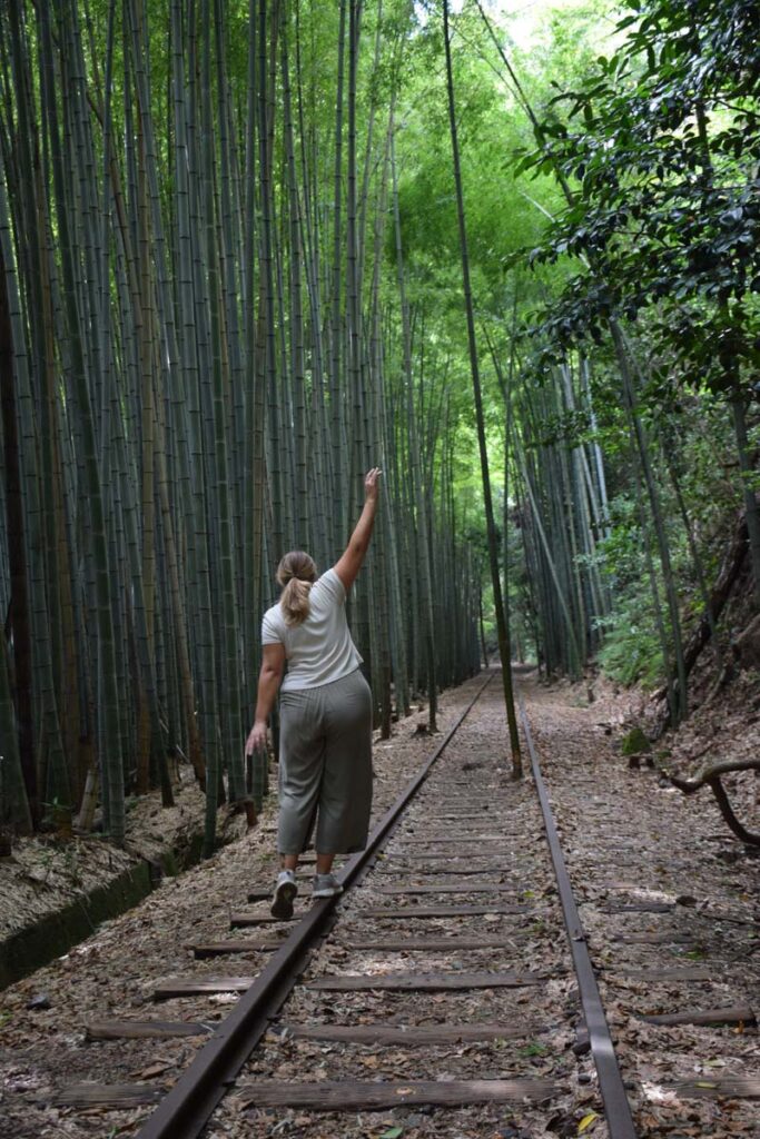 Bamboo grove at the Abandoned Kurayoshi Railway Line