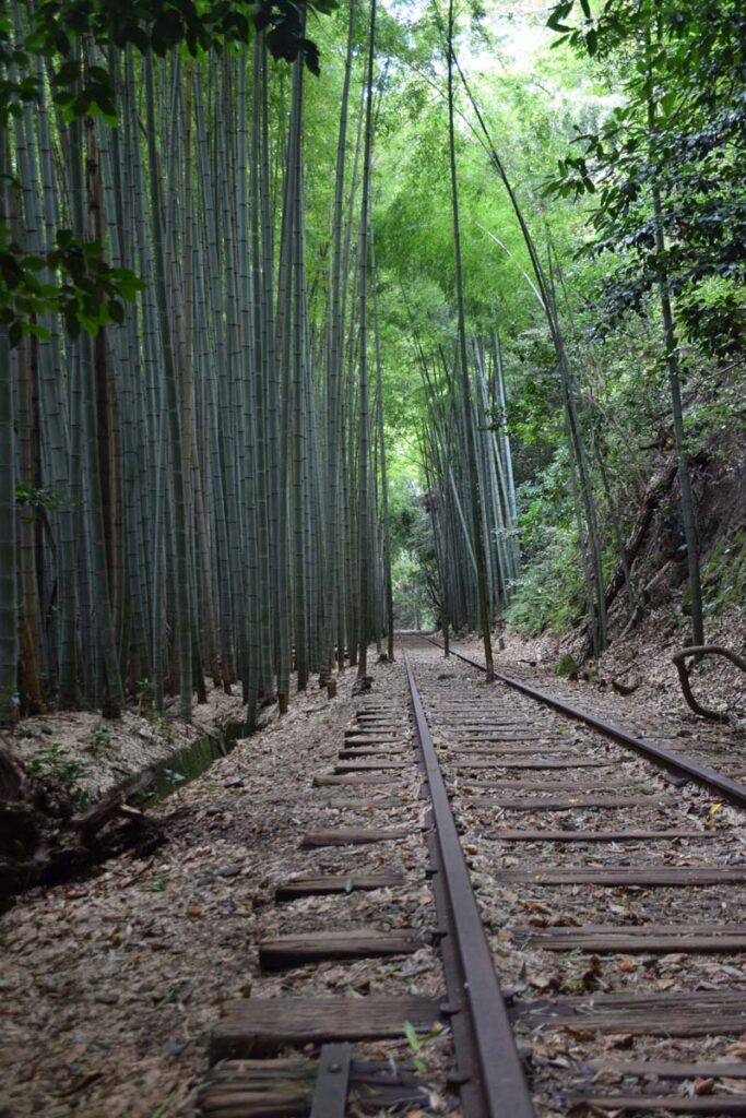 Bamboo grove at the Abandoned Kurayoshi Railway Line