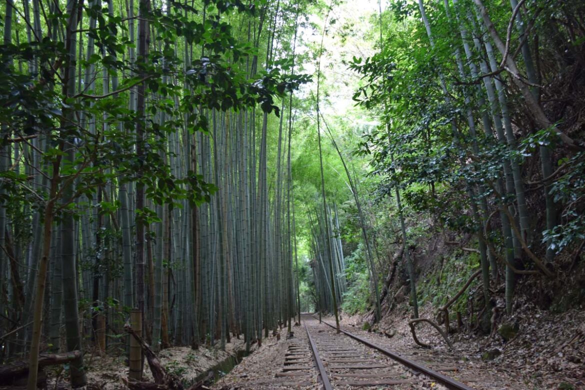 Bamboo grove at the Abandoned Kurayoshi Railway Line