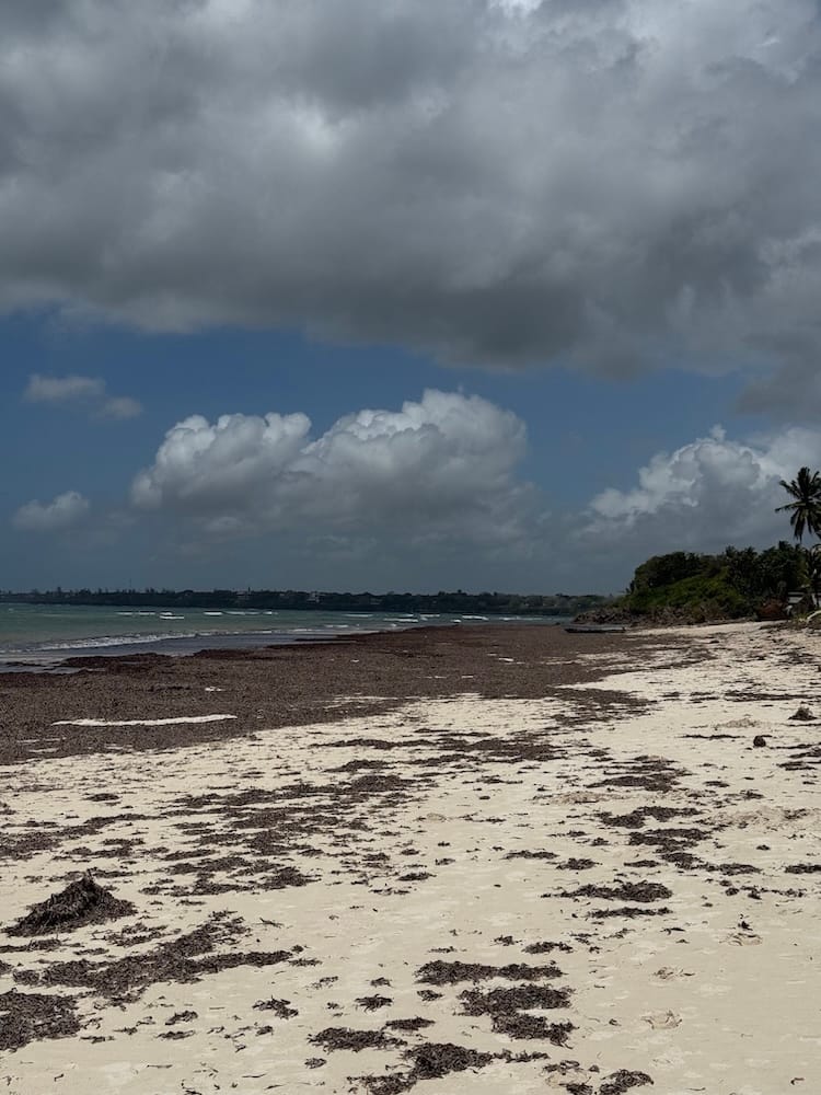 Seagrass washed up along parts of Bofa Beach on the Kenyan coast.