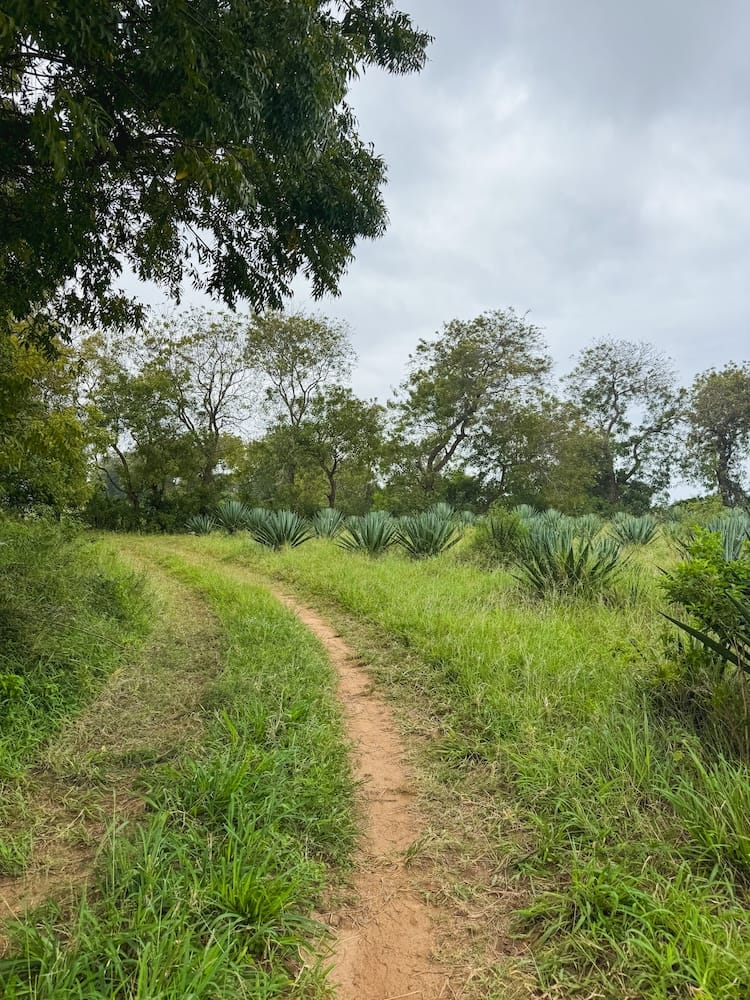 Tropical paths and lush greenery in Kilifi's Plantation area.