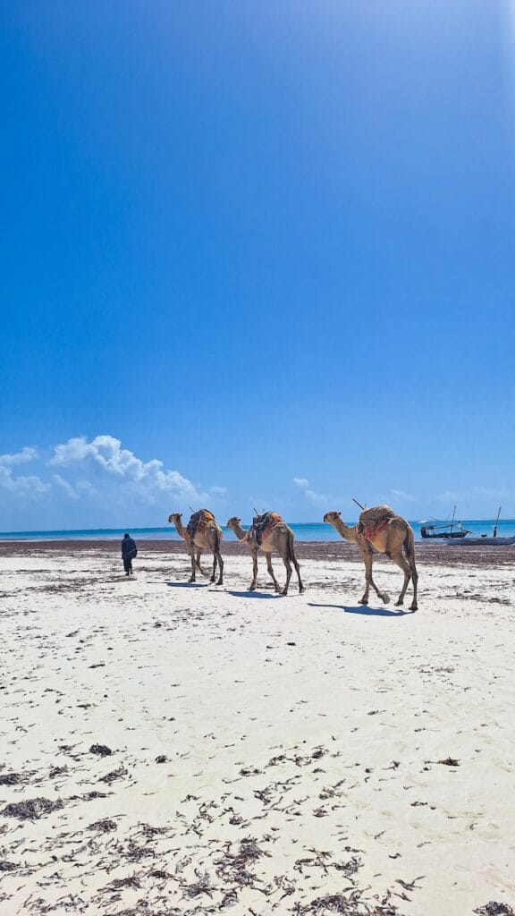 Camels on Diani beach
