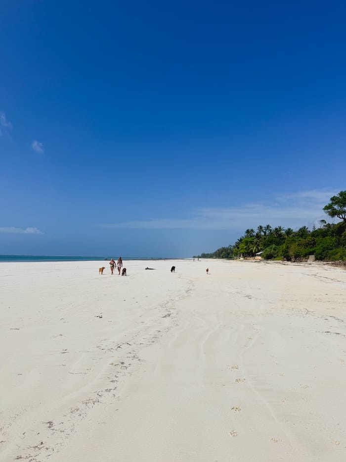 Walking across the exposed shoreline at low tide in Diani