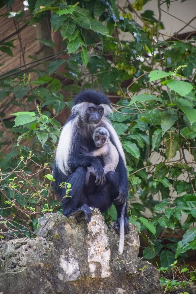 Monkeys in Diani beach